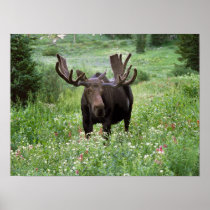 Bull moose Alces alces) in wildflowers,