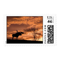 Bull Moose at Sunset Stamp