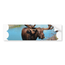 Bull Moose Bumper Sticker