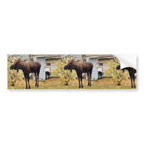 Bull moose bumper stickers