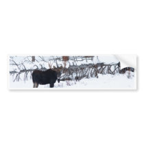Bull Moose Bumper Stickers