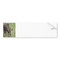 Bull Moose Bumper Stickers