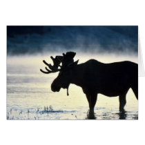 Bull moose greeting card