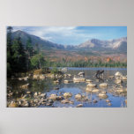 Bull Moose Feeding below Mount Katahdin Posters