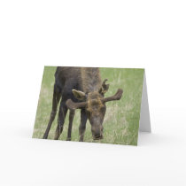 Bull Moose Greeting Card
