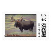 Bull Moose in Fall postage by lethanaylor24 Bull Moose in Fall postage