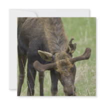 Bull Moose Invitations