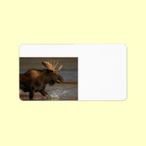 Bull Moose labels