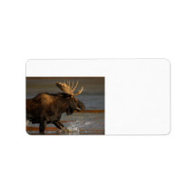Bull Moose Personalized Address Labels