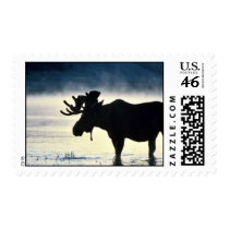 Bull moose postage stamps