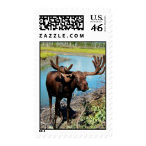 Bull Moose Postage Stamp