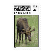 Bull Moose Postage Stamp