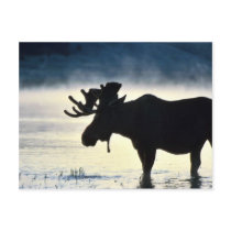 Bull moose postcards