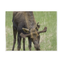 Bull Moose Postcard