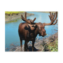 Bull Moose Postcard
