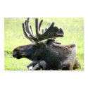 Bull Moose posters by beverlytazangel Bull Moose posters