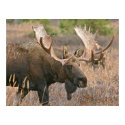 Bull Moose posters by beverlytazangel Bull Moose posters