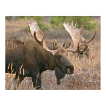 Bull Moose posters