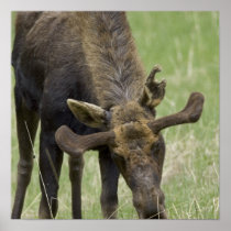 Bull Moose Poster