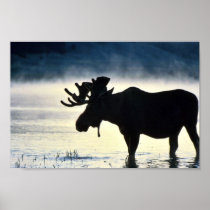 Bull moose print