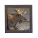 Bull Moose Premium Jewelry Box