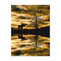 Bull Moose Reflections Post Card postcards