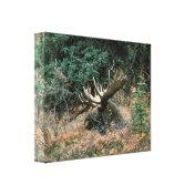 Bull Moose Rests in Vegitation Wrapped Canvas Prin