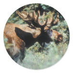 Bull moose stickers
