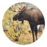 Bull moose sticker