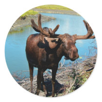 Bull Moose Sticker