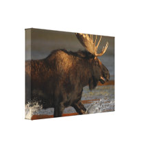 Bull Moose Stretched Canvas Print