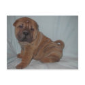bull pei postcards by nikkolz bull pei postcards