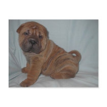 bull pei postcards by nikkolz bull pei postcards