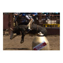 Bull rider hangs on for dear life posters