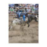 Bull rider thrown off bull postcards