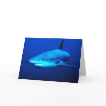 Bull Shark Cards