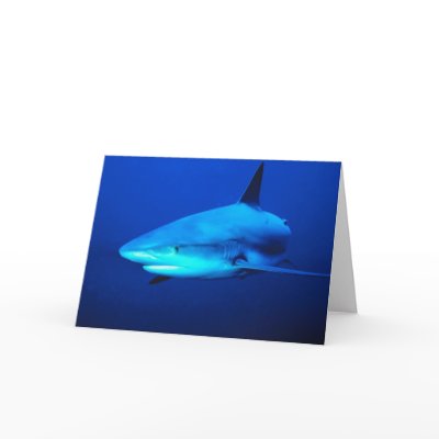 Bull Shark Cards by alternateworlds