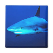 Bull Shark magnets