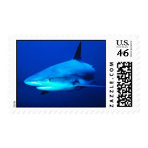 Bull Shark Postage Stamps