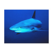Bull Shark Post Card