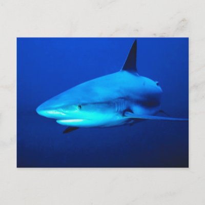 bull shark facts. Bull Shark Post Card by