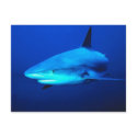 Bull Shark postcards