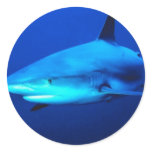 Bull Shark Round Stickers