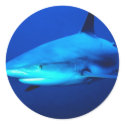 Bull Shark stickers