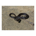 Bull snake face off with camera posters by EarthlyElements Bull snake face off with camera posters