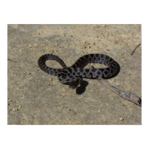 Bull snake face off with camera posters by EarthlyElements Bull snake face off with camera posters