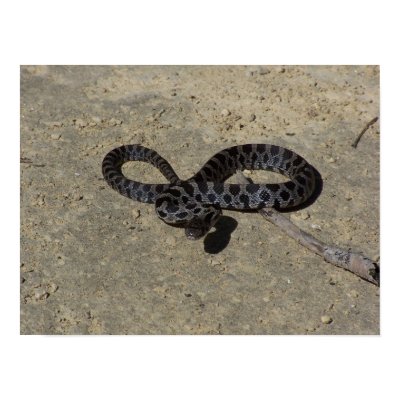 Bull snake face off with camera print by EarthlyElements