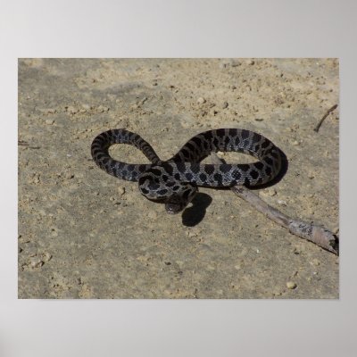 Bull snake face off with camera print by EarthlyElements