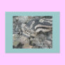 Bull snake (Pituophis catenifer sayi) Postcards