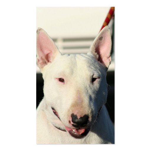 Bull Terrier Business cards (front side)
